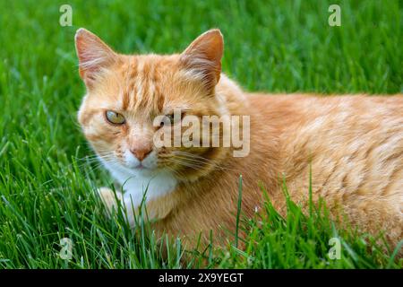 Eine orangene Katze, die in einem grasbewachsenen Garten liegt Stockfoto