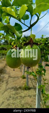 Die Reifen grünen Guave-Früchte hängen an Reben in einem Obstgarten Stockfoto