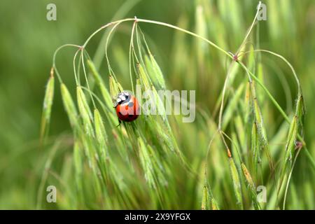 Ein Marienkäfer mit sieben Punkten auf dem Rücken sitzt auf grünem Gras. Stockfoto