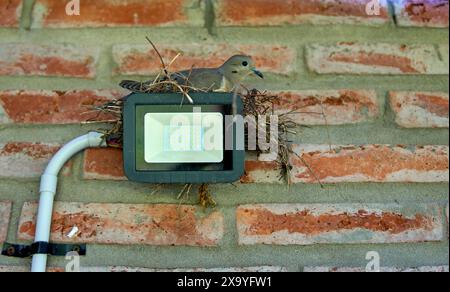 Taube in ihrem Nest auf einer LED-Lichtplatte an einer Ziegelwand in einer Hausgalerie Stockfoto