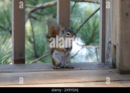 Ein Nahaufnahme eines Eichhörnchens auf hölzernem Geländer Stockfoto