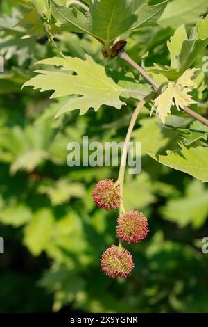 Platane, Orientalische Platane, Morgenländische Platane, Platanus orientalis, Chenar, Orientalische Ebene, Ebene, Orientalische Ebene, Ebene Baum, Alte Welt Stockfoto