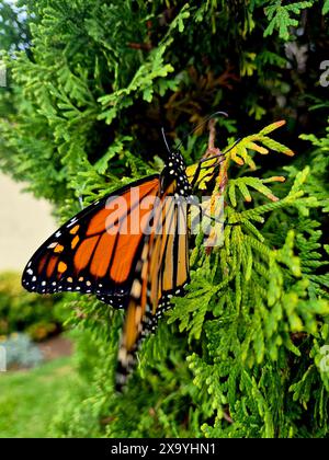 Eine Nahaufnahme eines Monarch-Schmetterlings auf einem grünen Zweig Stockfoto
