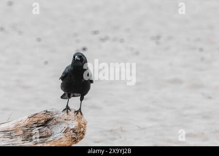 Ein Daw Vogel auf Holzplanke Stockfoto