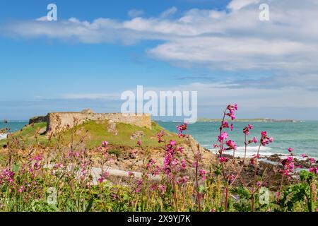 Red Campion Wildblumen von Pezeries Fort auf der Landzunge in Portelet Bay an der Westküste, Torteval, Guernsey, Kanalinseln, Großbritannien, Großbritannien Stockfoto