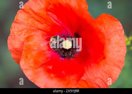 Mohn, Papaver Rhoeas Sommerblume Nahaufnahme selektiver Fokus Stockfoto