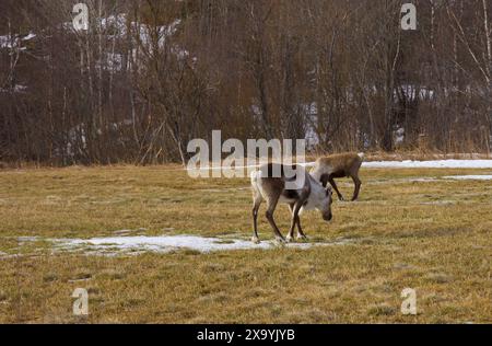 Ein Rentier, das sich auf einem verschneiten Feld von Gras ernährt Stockfoto