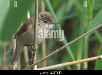 Purfleet Essex, Großbritannien. Juni 2024. Common Reed Warblerat RSPB Rainham Marshes Nature Reserve, Purfleet, Essex - 03. Juni 2024. Quelle: Action Foto Sport/Alamy Live News Stockfoto