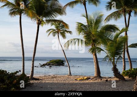 Palmen, Sandstrand und Meerblick Stockfoto
