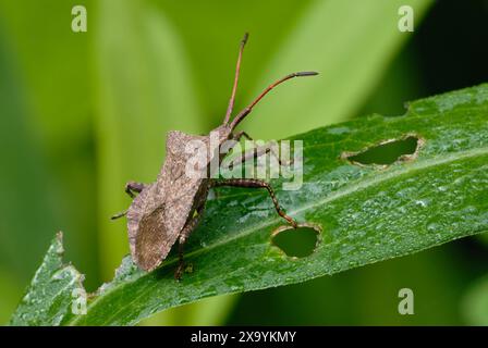 Dockwanze, Coreus marginatus sitzt auf einem Grasblatt. Seitenansicht, Nahaufnahme. Am Morgen Tau. Unscharfer, naturgrüner Hintergrund. Trencin, Slowakei Stockfoto