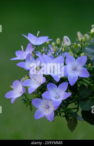 Campanula isophylla, italienische Glockenblumen mit Knospen, Nahaufnahme. Isoliert auf natürlichem grünem Hintergrund. Kopierbereich. Garden Trencin, Slowakei Stockfoto
