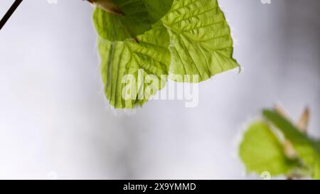 Junge frische Buchenblätter im Frühjahr. Stockfoto