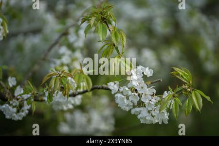 Eine Nahaufnahme von Apfelblüten, die auf einem Zweig blühen Stockfoto