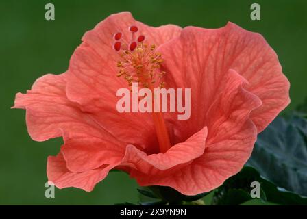 Chinesische Rose, Hibiscus rosa sinensis Blume, volle Blüte, Nahaufnahme. Details der orangefarbenen Blütenblätter. Isoliert auf einem natürlichen grünen Hintergrund. Trencin, Slowakei Stockfoto