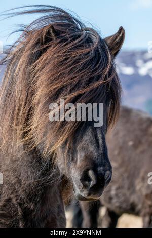 Island. Islandpferde. Eine der reinsten Pferderassen der Welt. Schwarzer Pferdekopf mit dicker Mähne. Stockfoto