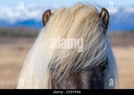 Island. Islandpferde. Eine der reinsten Pferderassen der Welt. Dunkelgrau mit Flachsmähne. Stockfoto