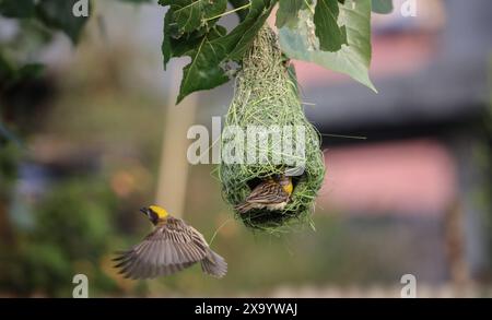 3. Juni 2024: Baya Weaver, die männlichen Vögel (Ploceus philippinus) bauen am 3. Juni 2024 das Nest in Kathmandu, Nepal. Der baya-Weber ist ein Weaverbird, der in Südostasien vorkommt und vor allem für seine hängenden, retortenförmigen Nester bekannt ist, die aus Blättern gewebt sind. (Kreditbild: © Sunil Sharma/ZUMA Press Wire) NUR REDAKTIONELLE VERWENDUNG! Nicht für kommerzielle ZWECKE! Stockfoto