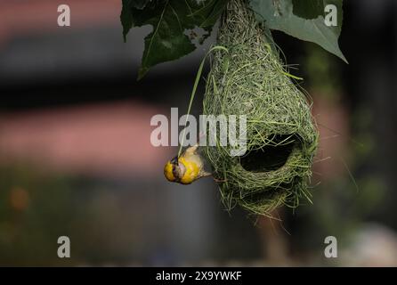 3. Juni 2024: Baya Weaver, der männliche Vogel (Ploceus philippinus) webt am 3. Juni 2024 in Kathmandu, Nepal. Der baya-Weber ist ein Weaverbird, der in Südostasien vorkommt und vor allem für seine hängenden, retortenförmigen Nester bekannt ist, die aus Blättern gewebt sind. (Kreditbild: © Sunil Sharma/ZUMA Press Wire) NUR REDAKTIONELLE VERWENDUNG! Nicht für kommerzielle ZWECKE! Stockfoto
