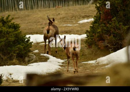 Th wo Tatra chamois (Rupicapra rupicapra) auf schneebedecktem Grasland Stockfoto