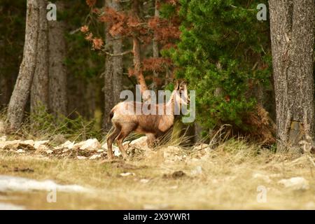 Eine Tatra-Gämse (Rupicapra rupicapra) auf verschneiten Grasflächen Stockfoto