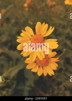 Eine Nahaufnahme leuchtender gelber Blumen Stockfoto