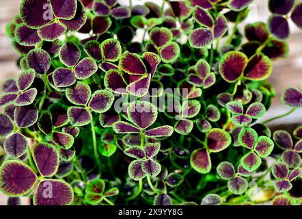 Ein Trifolium repens 'Atropurpureum' Schwarze Laubklee im Fenster Stockfoto