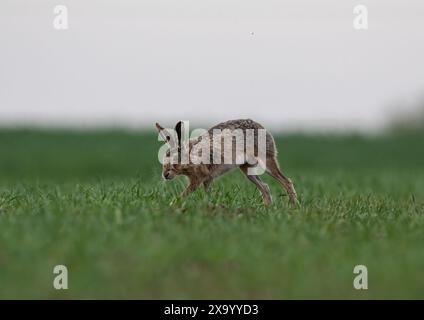 Ein schüchterner Brauner Hase (Lepus europaeus), der über die Ernte der Bauern beschleunigt, Geschwindigkeit, Bewegung, lange Beine und flexible Wirbelsäule zeigt. Suffolk, Großbritannien Stockfoto