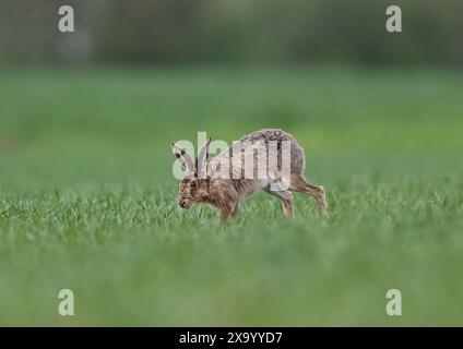 Ein schüchterner Brauner Hase (Lepus europaeus), der über die Ernte der Bauern beschleunigt, Geschwindigkeit, Bewegung, lange Beine und flexible Wirbelsäule zeigt. Suffolk, Großbritannien Stockfoto