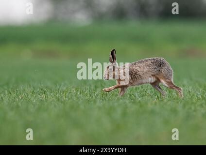 Ein schüchterner Brauner Hase (Lepus europaeus), der über die Ernte der Bauern beschleunigt, Geschwindigkeit, Bewegung, lange Beine und flexible Wirbelsäule zeigt. Suffolk, Großbritannien Stockfoto