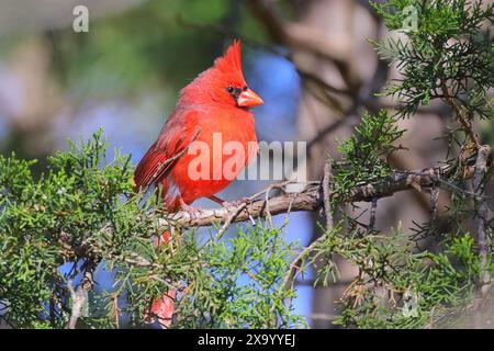 Ein roter Kardinalvogel auf einem Kiefernzweig in einem Waldgebiet Stockfoto