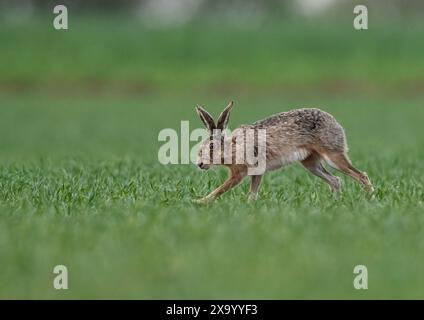 Ein schüchterner Brauner Hase (Lepus europaeus), der über die Ernte der Bauern beschleunigt, Geschwindigkeit, Bewegung, lange Beine und flexible Wirbelsäule zeigt. Suffolk, Großbritannien Stockfoto