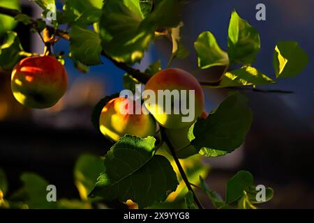 Einige rote und gelbe Äpfel auf einem Zweig mit grünen Blättern Stockfoto