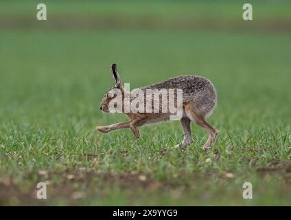 Ein schüchterner Brauner Hase (Lepus europaeus), der über die Ernte der Bauern beschleunigt, Geschwindigkeit, Bewegung, lange Beine und flexible Wirbelsäule zeigt. Suffolk, Großbritannien Stockfoto