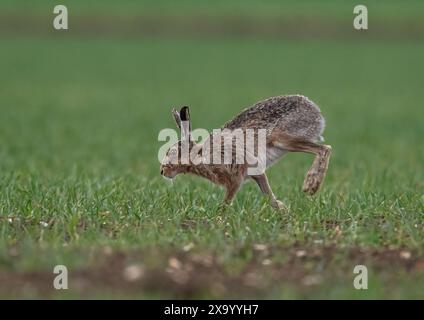 Ein schüchterner Brauner Hase (Lepus europaeus), der über die Ernte der Bauern beschleunigt, Geschwindigkeit, Bewegung, lange Beine und flexible Wirbelsäule zeigt. Suffolk, Großbritannien Stockfoto