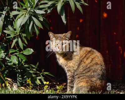 Eine Katze sitzt vor einem roten Zaun auf Grasj Stockfoto