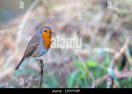 Ein gewöhnlicher Gartenvogel, Robin, Erithacus rubella, auf einem Ast. Stockfoto
