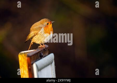 Ein gewöhnlicher Gartenvogel, Robin, Erithacus rubella, auf einem Ast. Stockfoto