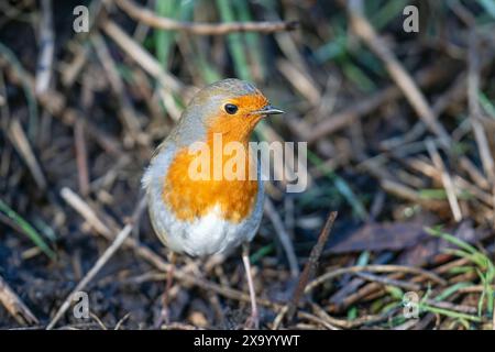 Ein gewöhnlicher Gartenvogel, Robin, Erithacus rubella, auf einem Ast. Stockfoto