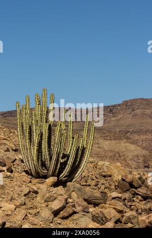 Eine einsame giftige Euphorbia, die zwischen den verstreuten Felsblöcken der AIS-AIS Richtersveld Mountains im Süden Namibias wächst Stockfoto