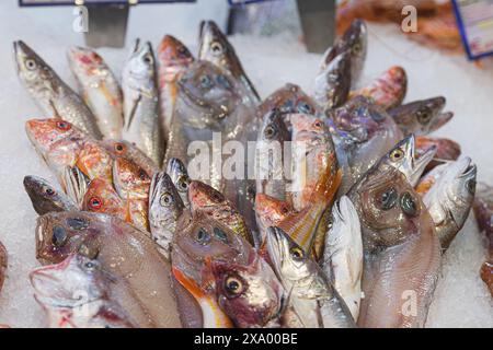 Verschiedene frische Fische auf dem Eis auf dem Tisch zum Verkauf in einem Fischgeschäft oder Markt. Ziegenfisch oder Rotbarbe, Kabeljau und Seezunge Stockfoto