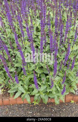 Salvia nemorosa „Caradonna“ Salbeiblumen. Stockfoto