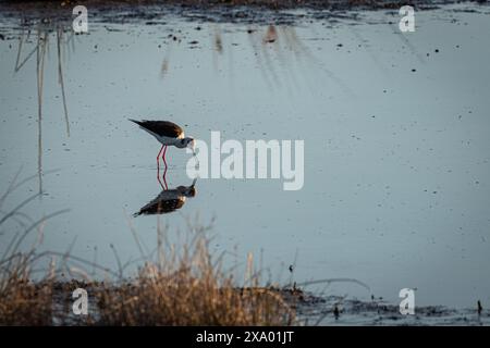 Eine beschauliche Szene entfaltet sich, während sich ein schwarzgeflügelter Stelz zart vom ruhigen Wasser einer Lagune ernährt, dessen Reflexion sich in der ruhigen Oberfläche, Captu, spiegelt Stockfoto