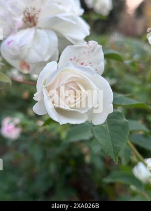Eine Nahaufnahme einer leuchtenden weißen Rose, die neben einem üppig grünen Sträucher blüht Stockfoto