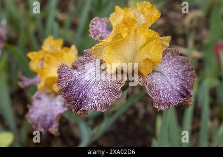 Iris „Magic Masquerade“ hohe bärtige Irisblüten. Stockfoto