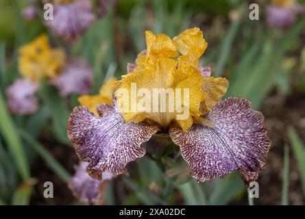 Iris „Magic Masquerade“ hohe bärtige Irisblüten. Stockfoto