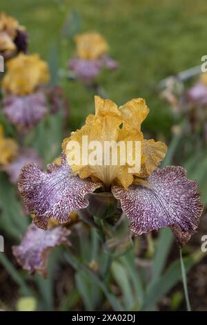 Iris „Magic Masquerade“ hohe bärtige Irisblüten. Stockfoto