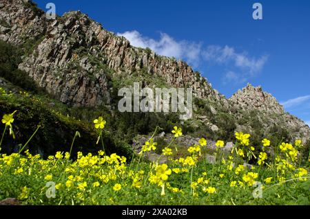 Felsvorsprung im Anaga Rural Park, Teneriffa, Kanarischen Inseln Stockfoto