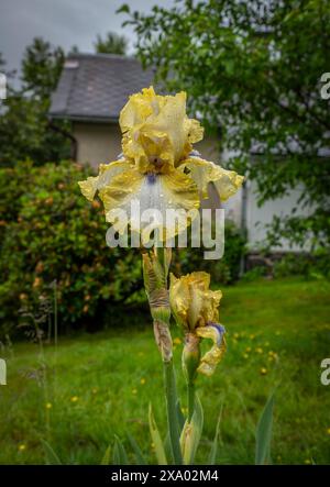 Gelbe Irisblüte mit grünem Grashintergrund im Sommer frische Berge nach starkem Regen Stockfoto