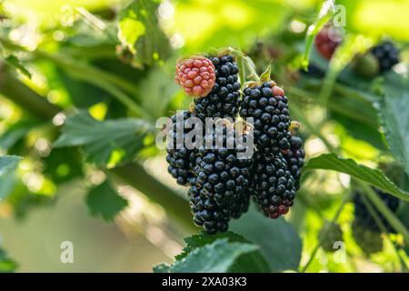 Eine Nahaufnahme von Brombeeren auf einem Busch Stockfoto