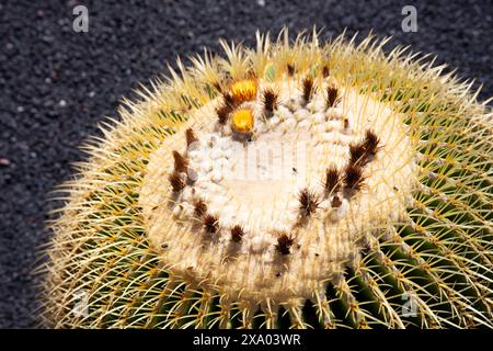 Cesar Manrique's Garden de Cactus. Lanzarote 2024 Stockfoto